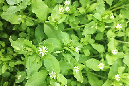 A close up of some green leaves with white flowers