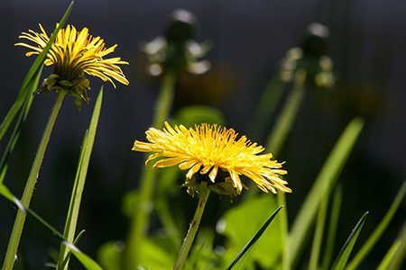 A close up of a yellow flower with green stems