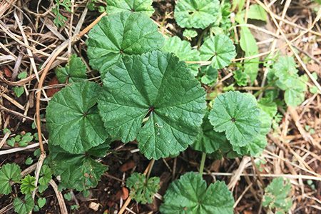 A close up of green leaves on the ground