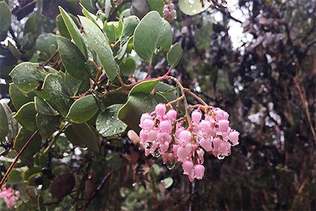 A close up of some pink flowers on a tree