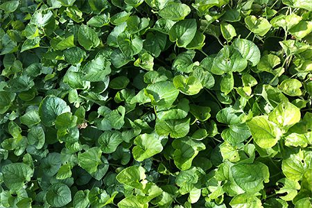 A close up of green leaves on the ground