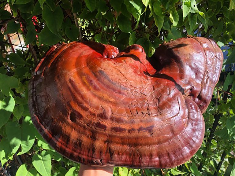 A close up of an animal 's shell on the tree