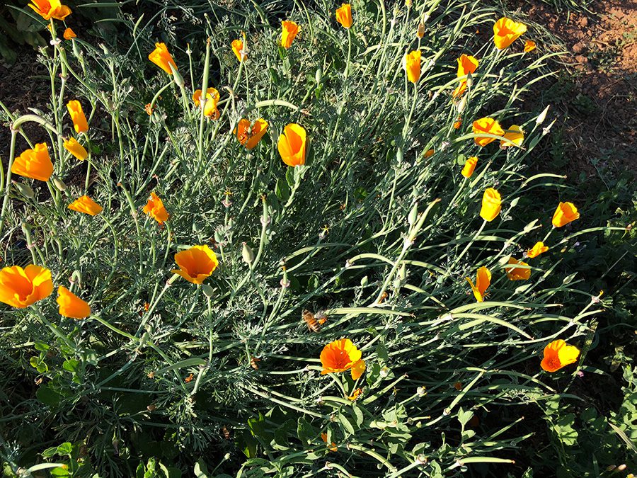 A field of yellow flowers in the sun.