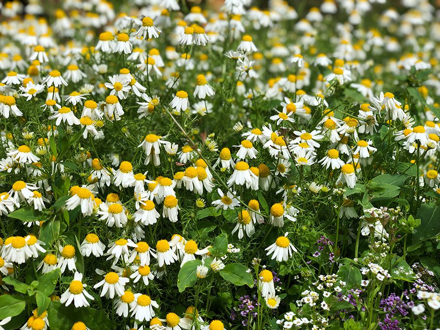 A field of daisies with yellow centers.