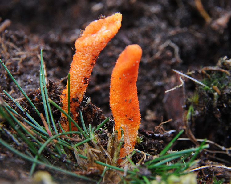 A close up of some orange plants growing in the dirt