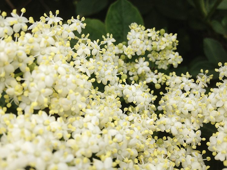 A close up of some white flowers with green leaves