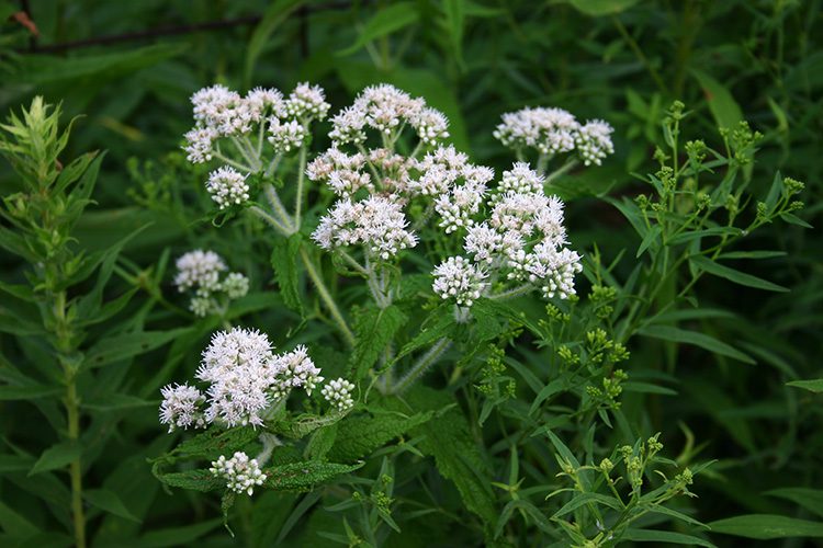 A close up of some white flowers in the grass