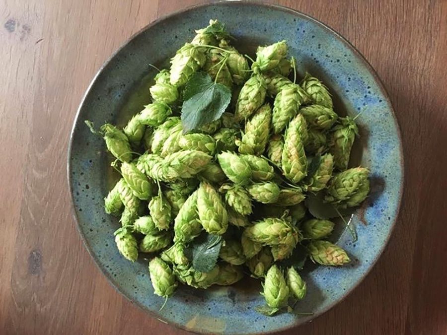 A bowl of green hops on the table.