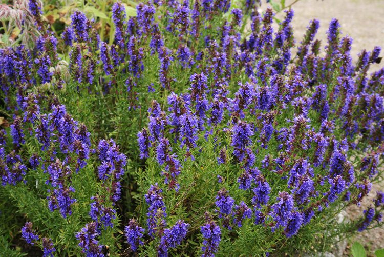 A close up of purple flowers in the grass.