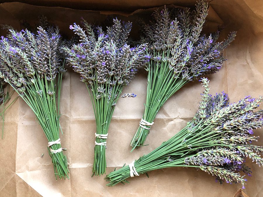 Lavender Bundles