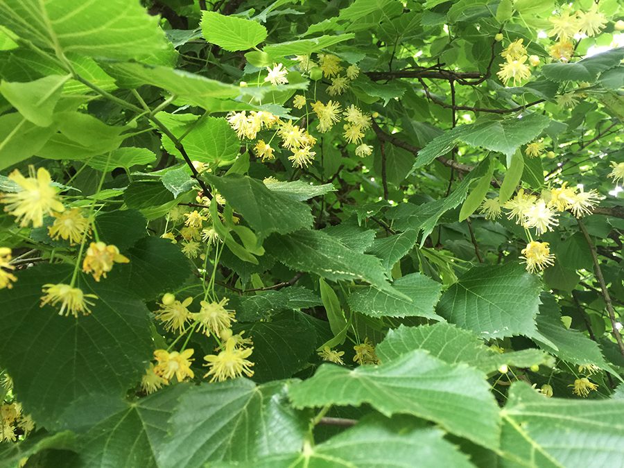 A close up of leaves and flowers on a tree