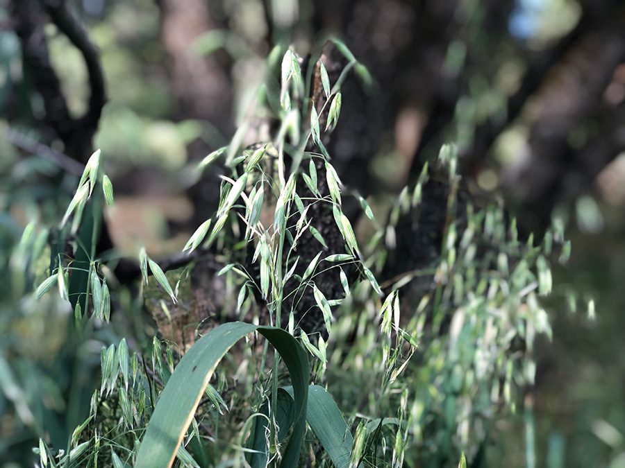 A close up of some green leaves in the grass