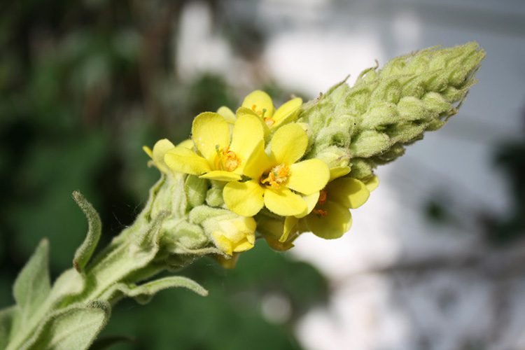 A close up of the flowers on a plant