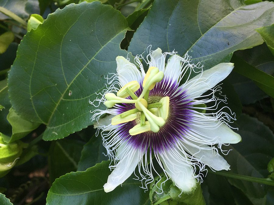 A close up of the flower with purple center.