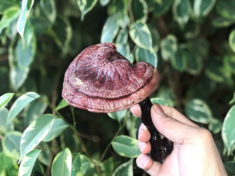 A hand holding an umbrella with a purple flower on it.