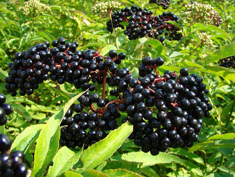 Sambucus-berries