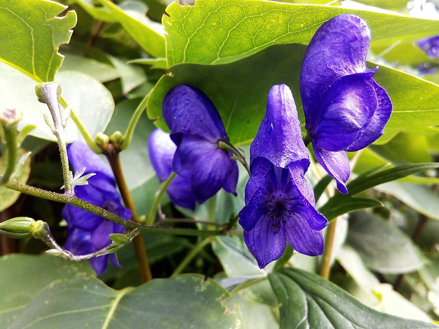 A close up of purple flowers with green leaves