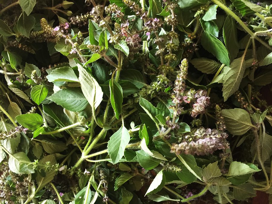 A pile of green leaves and purple flowers.
