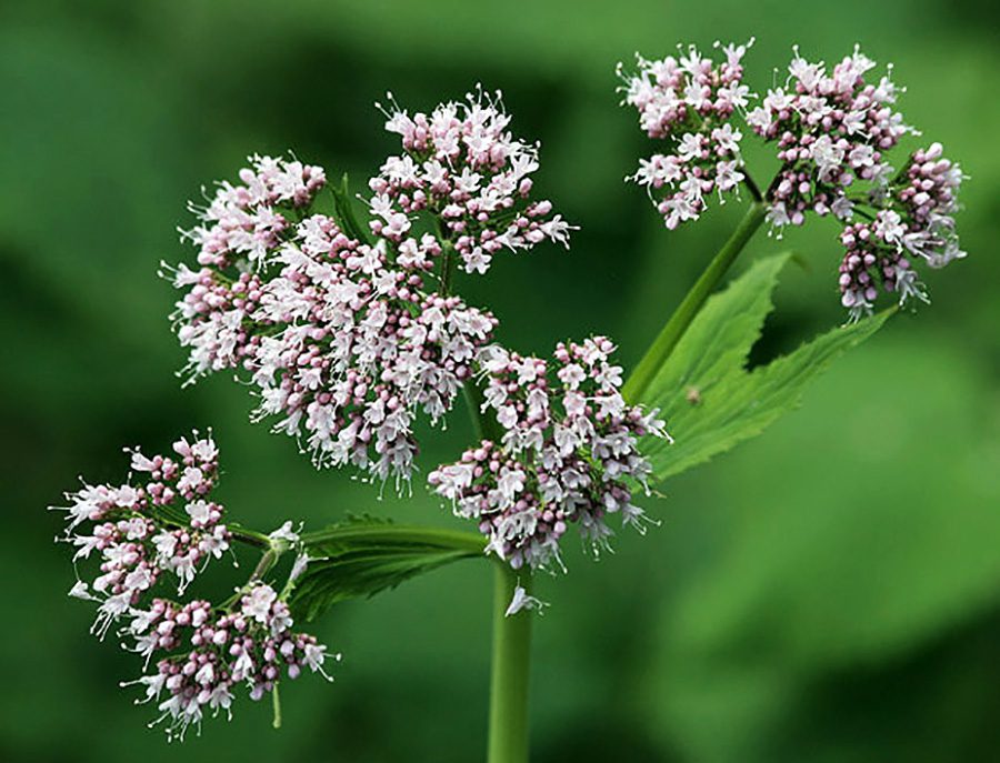 A close up of some flowers with green leaves