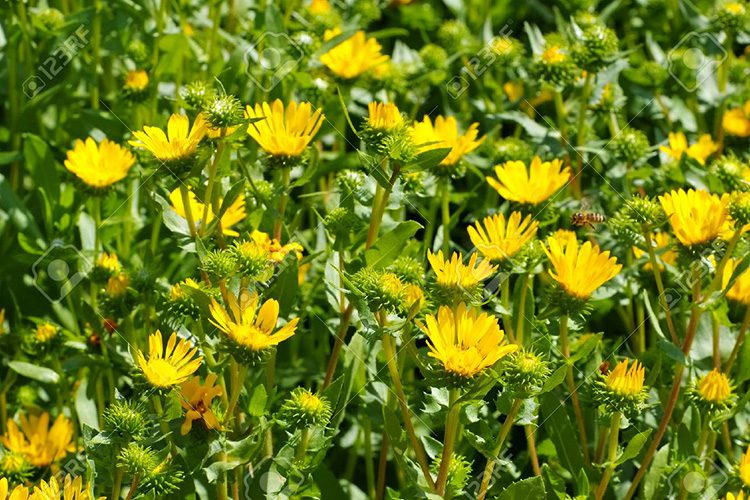 A field of yellow flowers with green leaves.