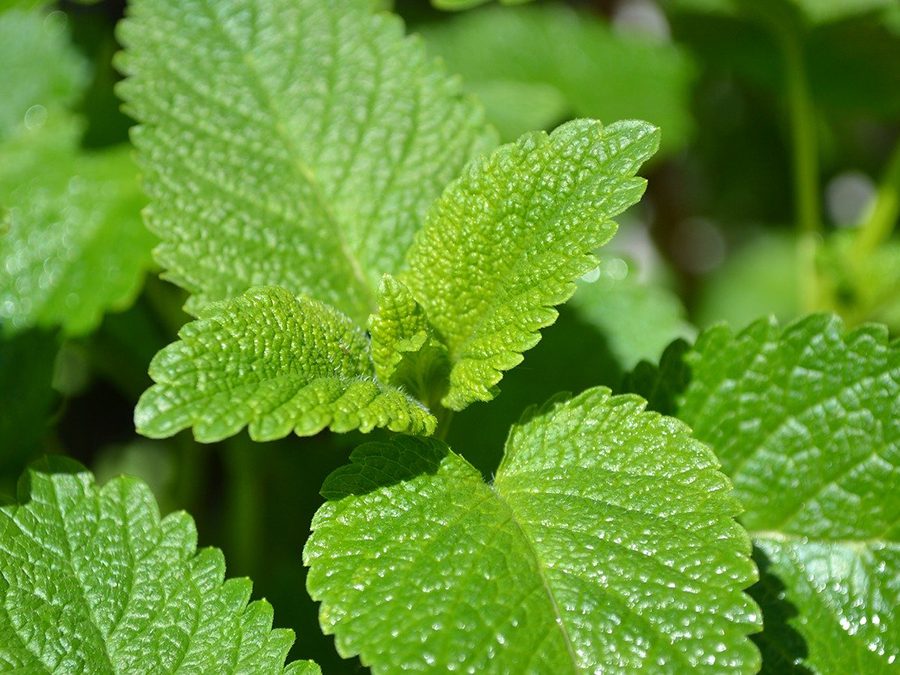 A close up of green leaves on the plant
