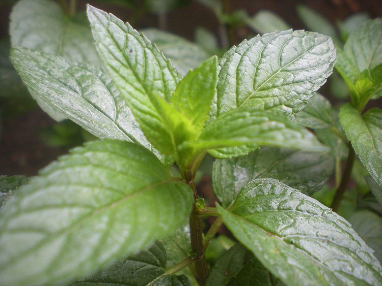 A close up of the leaves on a plant