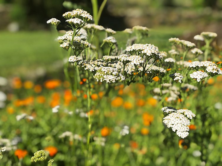 A field of flowers with white and yellow flowers.