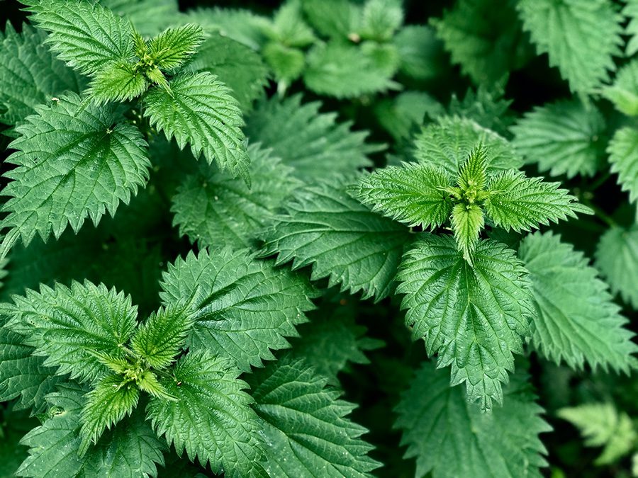 A close up of green leaves on the ground