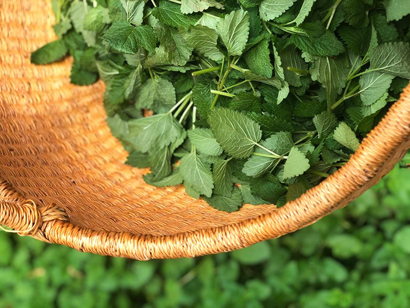 A basket of green leaves on the ground.