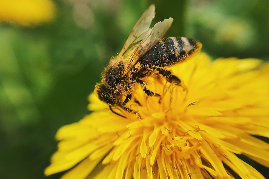 A bee is sitting on the yellow flower.