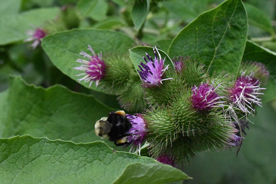 A bee is sitting on the flower of a plant.