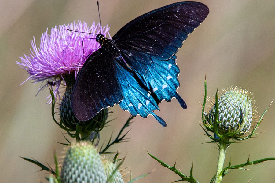 A butterfly is sitting on the flower of a thistle.