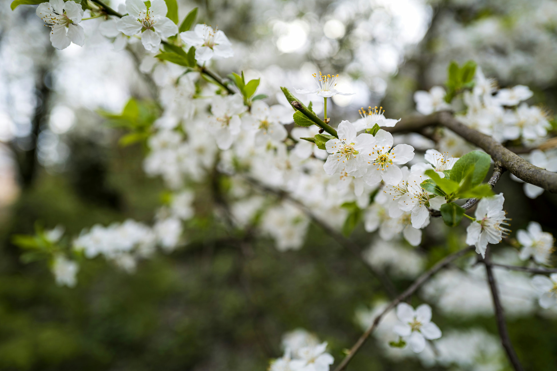 Flowering Hawthorn branch