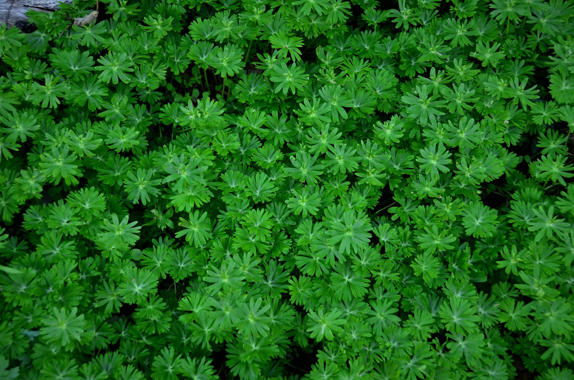 Woodruff Herb