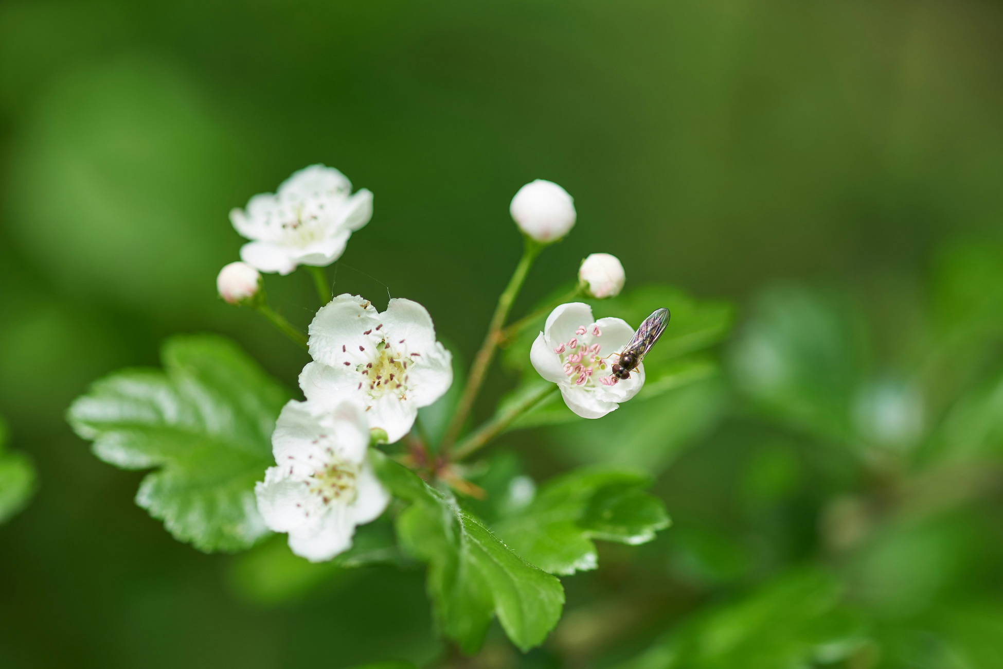 wolfgang-hasselmann-HvyUeTyX-Xk-unsplash (1)