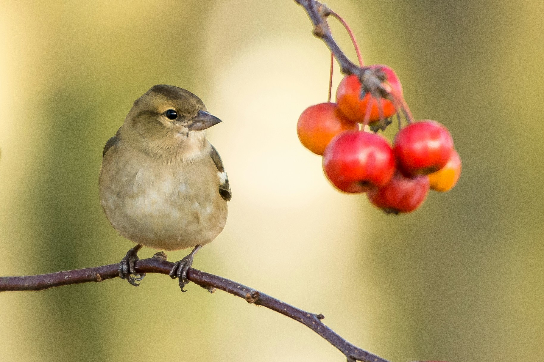 bird on a branch of hawthorn berries