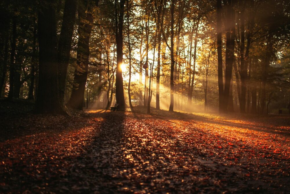 Fall landscape with warm sunlight filtering through trees and illuminating autumn foliage.